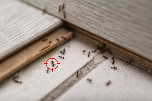 Best Cockroach Control Services  in Connelly Springs, NC