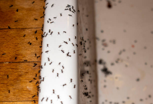 Pest Control Cost in Connelly Springs, NC