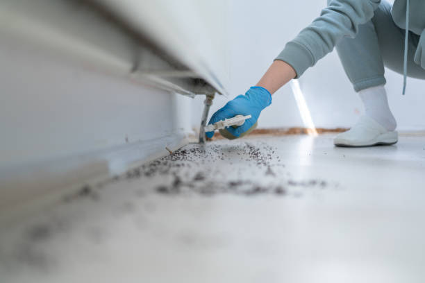 Best Wasp Removal Services  in Connelly Springs, NC